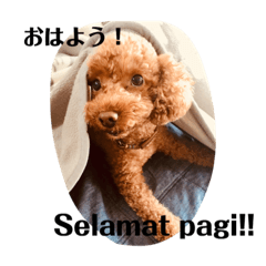 Bahasa Indonesia/japanese