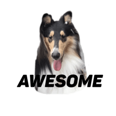 Rough collie Eve's stamp