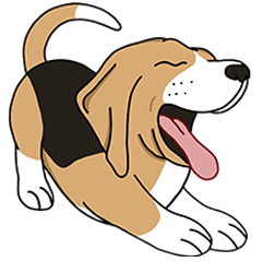 Sora the Beagle