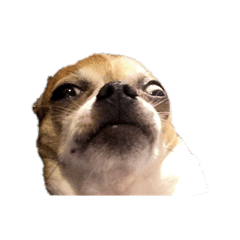 吉娃娃犬仔仔 Line貼圖 Line Store