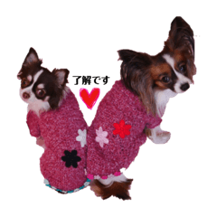 cute dogs.papillon and chihuahua.
