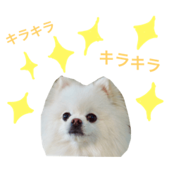 MOFUMOFU CAROMARU  2
