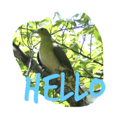 My favorite bird