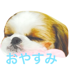 I♡シーズー♡ - LINE スタンプ | LINE STORE