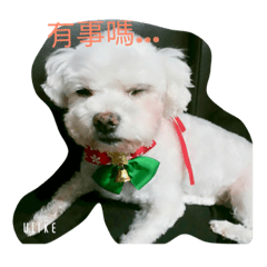 狗窩