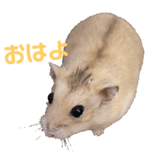 Sachi_20181222204007