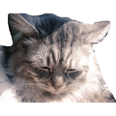 Goro-chan(Cat) sticker