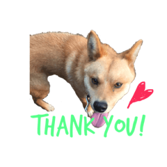 marumaru_dogs