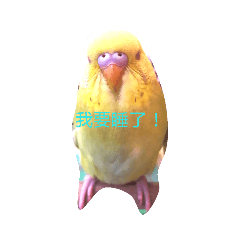 我家鳥兒