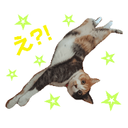 3cats stamp part3