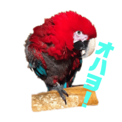 marumaru_20181222
