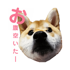 shiba.dog.botan