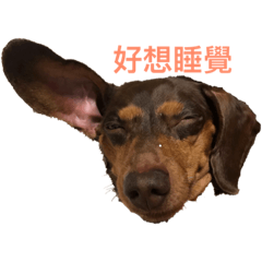 嗲咖腸腸
