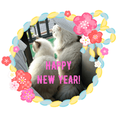 BOO The Chinchilla Cat New Year