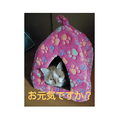 KAYO_20181223160553