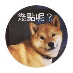 卷卷牠們日常生活