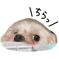 Hannah_20181221084941