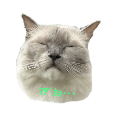 mokocha