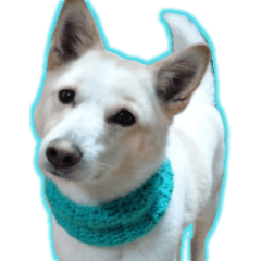 White dog and Shiba dog Sticker