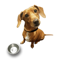Daily life of dachshund Weili