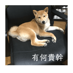 Shiba Inu Kenzo