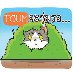 TOUM cheeky cat e