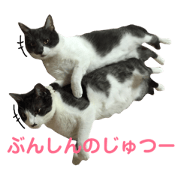 mai'scat