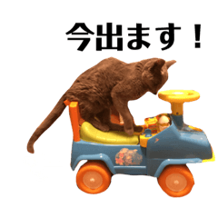 Russian Blue Sakura