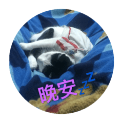 阿咪a