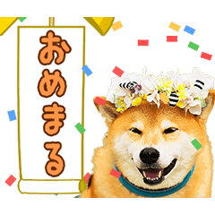 Shiba Inu Maru Animation Line Stickers Line Store