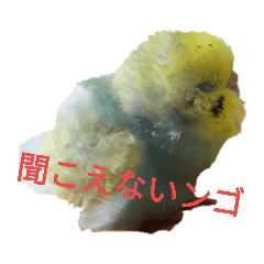 liang-liang_20181228052652