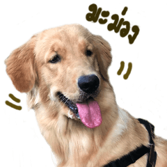 Mango I am Dog