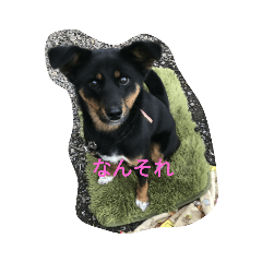 kota_20181227205620