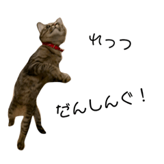 Cats_20181228012427