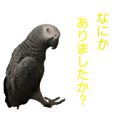 Animal Sticker Parrot Version