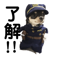 chihuahua puuchan