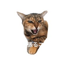 komugi-stanp