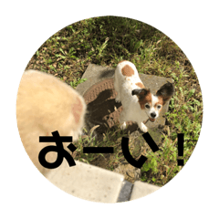 chiyo,s family