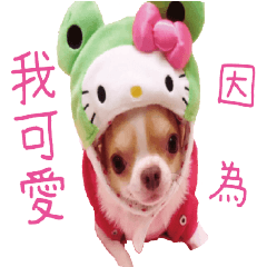 吉娃娃小香瓜DAY1