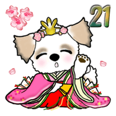 シーズー犬(初春) Vol.21