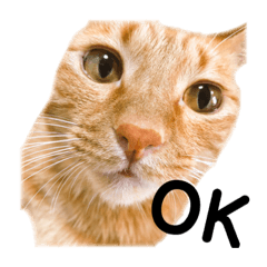 Haruna_20181228014137