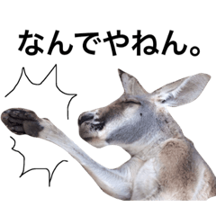 Kansai Kangaroos