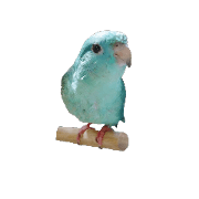My parakeet F2 Haruna