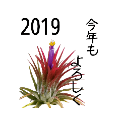 botanical life_2019 New Year's Greetings