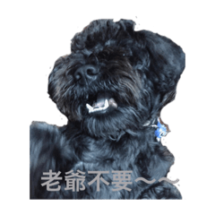 Bear_20140905