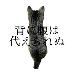 nora cat jiu