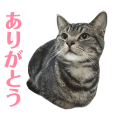 A word of the DAIKICHI