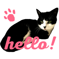 our cats and dogs