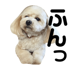 kinako_20181229185046