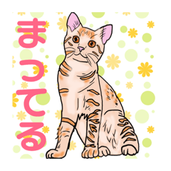 猫イラストスタンプ コロ助 シンバ サワ